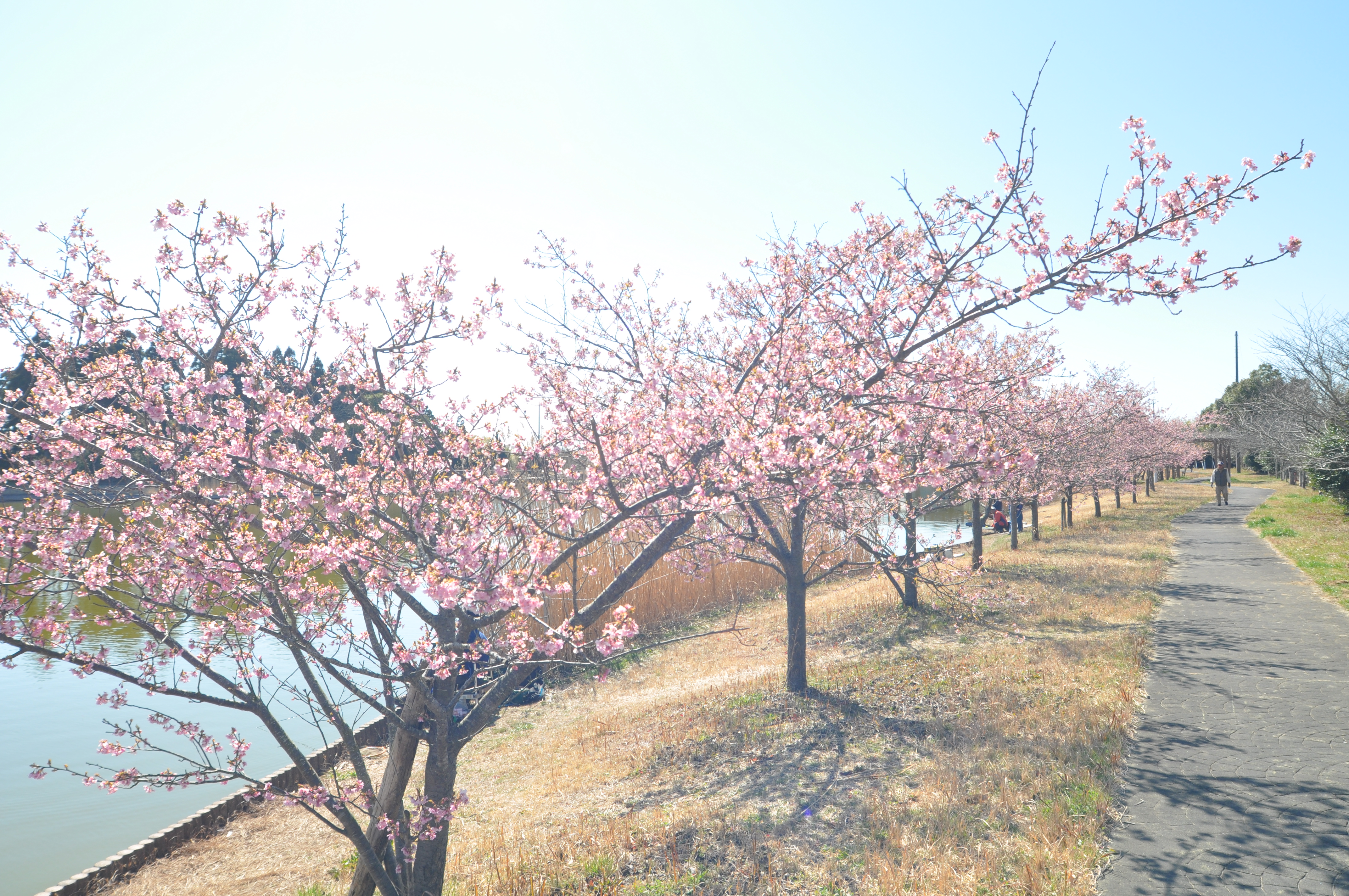 宮島池