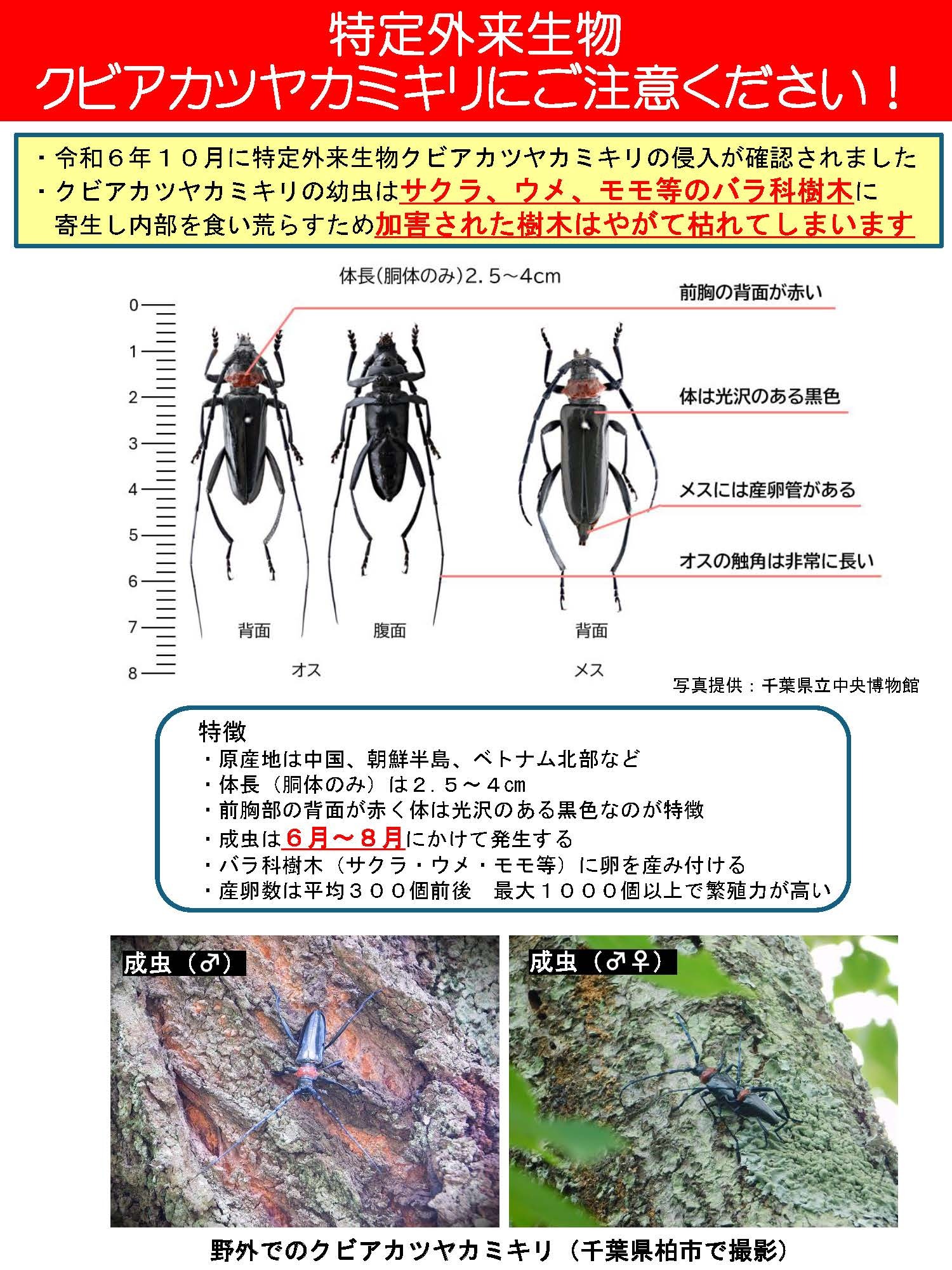 チラシ1